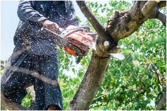 tree services Bayside